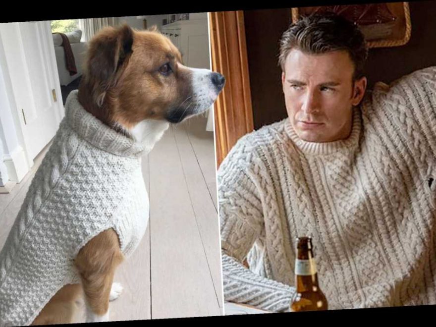 Chris Evans got his dog the sexy ‘Knives Out’ sweater - Showcelnews.com