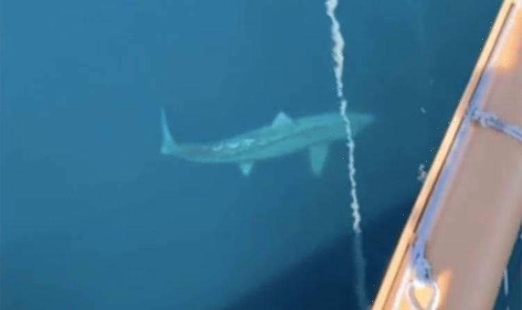 cruise ship overboard shark